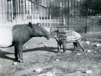 Anta jovem malaia com sua mãe no Zoológico de Londres, 5 de outubro de 1921
